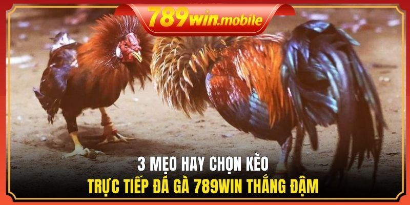3 mẹo hay chọn kèo trực tiếp đá gà 789WIN thắng đậm 