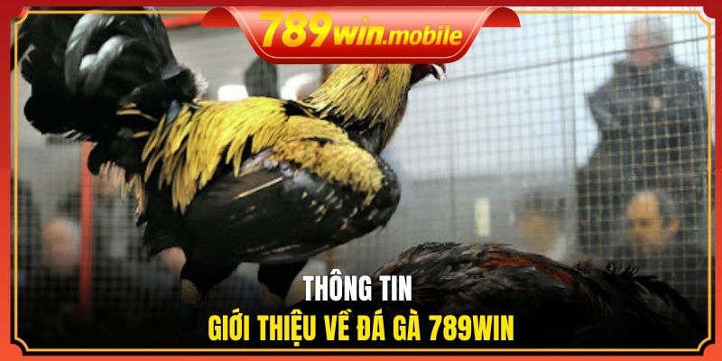 Thông tin giới thiệu về đá gà 789WIN
